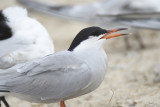 forsters tern BRD2166.JPG