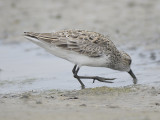 semipalmated sandpiper BRD2218.JPG