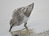 semipalmated sandpiper BRD2302.JPG
