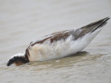 wilsons phalarope BRD2243.JPG
