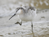 wilsons phalarope BRD2312.JPG