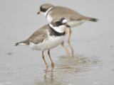 semipalmated plover BRD1995.JPG