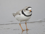 piping plover BRD2004.JPG
