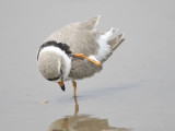 piping plover BRD2045.JPG