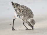 black-bellied plover BRD0605.JPG