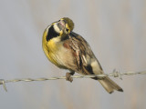 dickcissel BRD1683.JPG