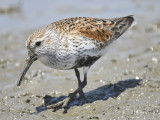 dunlin BRD2828.JPG