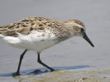 semipalmated sandpiper BRD2902.JPG
