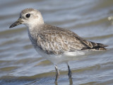 black-bellied plover BRD3086.JPG