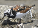 ruddy turnstone BRD3266.JPG