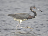 tricolored heron BRD3493.JPG