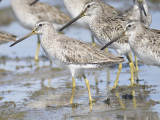 short-billed dowitcher BRD4080.JPG