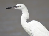 reddish egret BRD4356.JPG