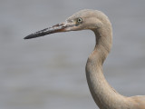 reddish egret BRD4401.JPG