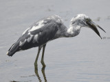 little blue heron BRD4461.JPG