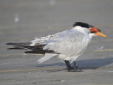 caspian tern BRD4670.JPG