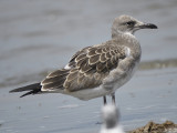 laughing gull BRD4868.JPG