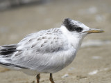 sandwich tern BRD4916.JPG