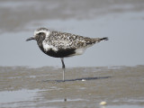 black-bellied plover BRD5914.JPG
