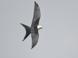 swallow-tailed kite BRD6631.JPG