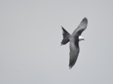 swallow-tailed kite BRD6665.JPG