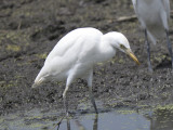 cattle egret BRD6548.JPG