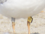 piping plover band BRD6309.JPG