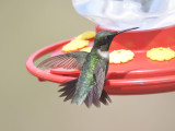 ruby-throated hummingbird BRD6821.JPG