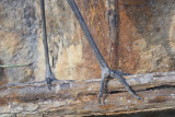 reddish egret BRD7295.JPG
