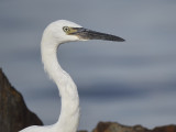 reddish egret BRD7304.JPG