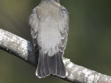 american robin BRD8150.JPG