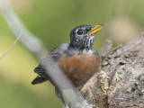 american robin BRD8163.JPG