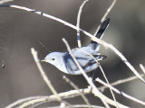 blue-gray gnatcatcher BRD9636.JPG