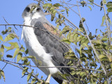 white-tailed hawk BRD9646.JPG