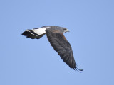 white-tailed hawk BRD9652.JPG