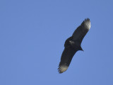 black vulture BRD9488.JPG