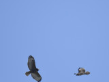 red-tailed hawk BRD9318.JPG