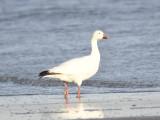 snow goose BRD9717.JPG