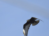 red-tailed hawk BRD9785.JPG