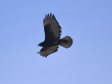 red-tailed hawk BRD9786.JPG