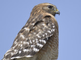 red-shouldered hawk BRD9813.JPG