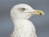 herring gull BRD9823.JPG