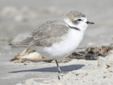 snowy plover BRD9862.JPG
