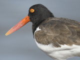 american oystercatcher BRD9894.JPG