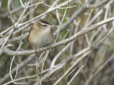 marsh wren BRD9984.JPG