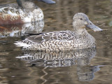 northern shoveler BRD9992.JPG