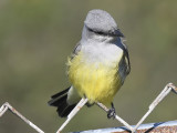 western kingbird BRD0044.JPG