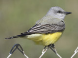western kingbird BRD0062 01.JPG