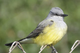 western kingbird BRD0093.JPG