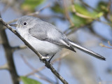 blue-gray gnatcatcher BRD0445.JPG